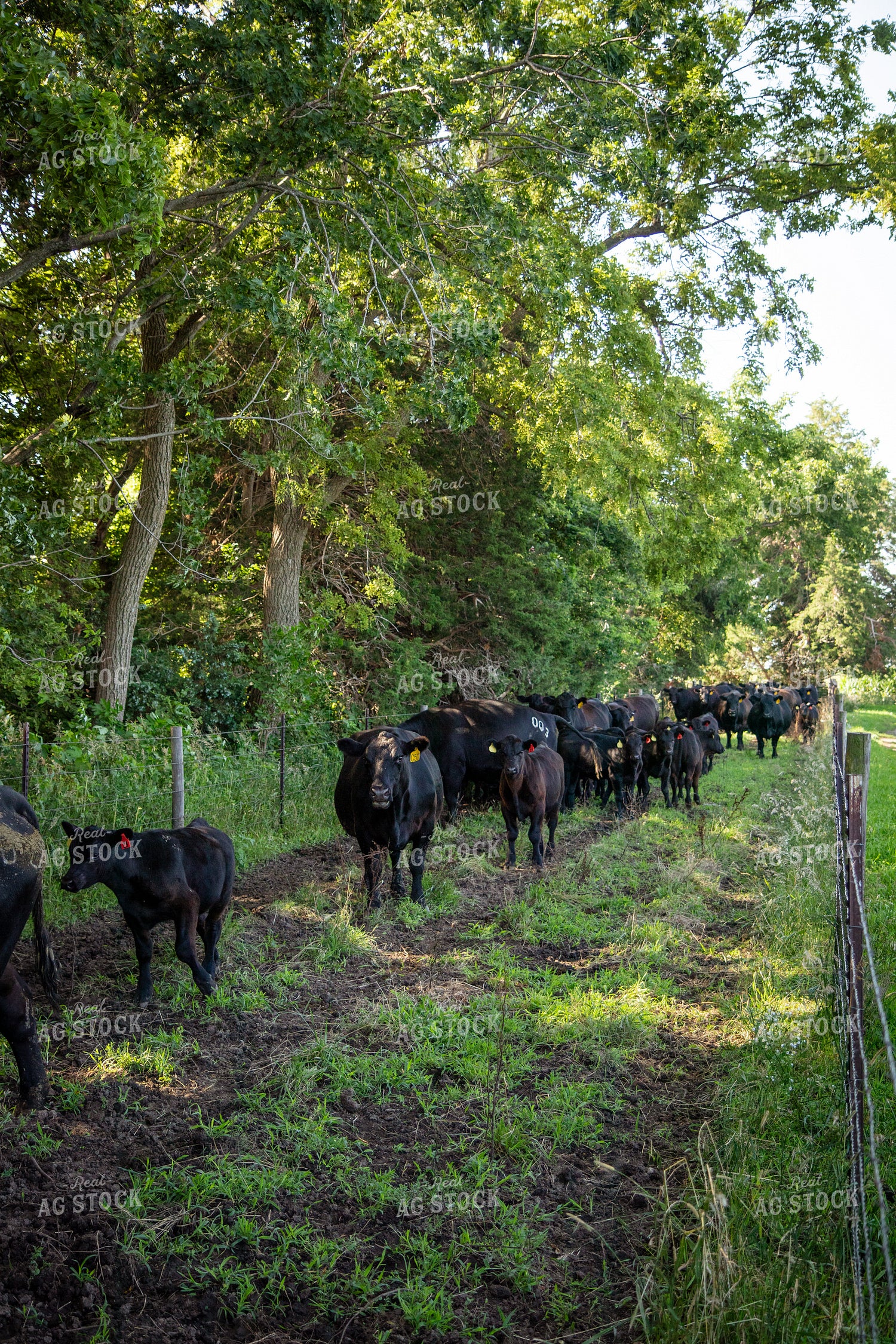 Angus Cattle 268146