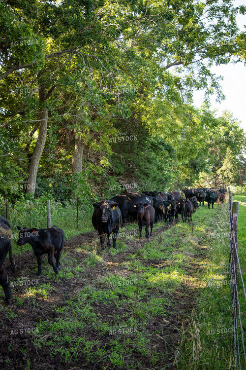 Angus Cattle 268146