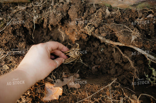 Planting Asparagus 125250