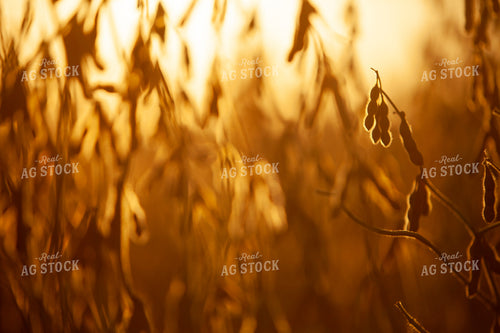 Soybeans - Dry 1609