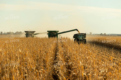 Corn Harvest 114003