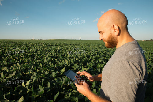 Farmer on iPad in Soybean Field 25968