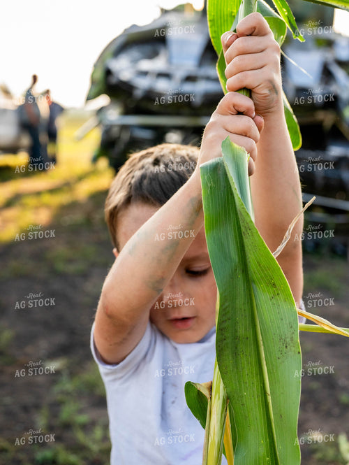 Farm Kid Holding Stalk of Corn 185043