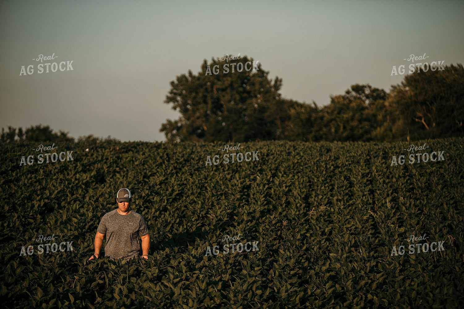 Farmer Walking in Soybean Field 3180