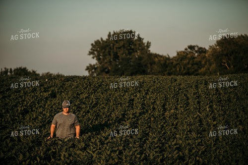 Farmer Walking in Soybean Field 3180