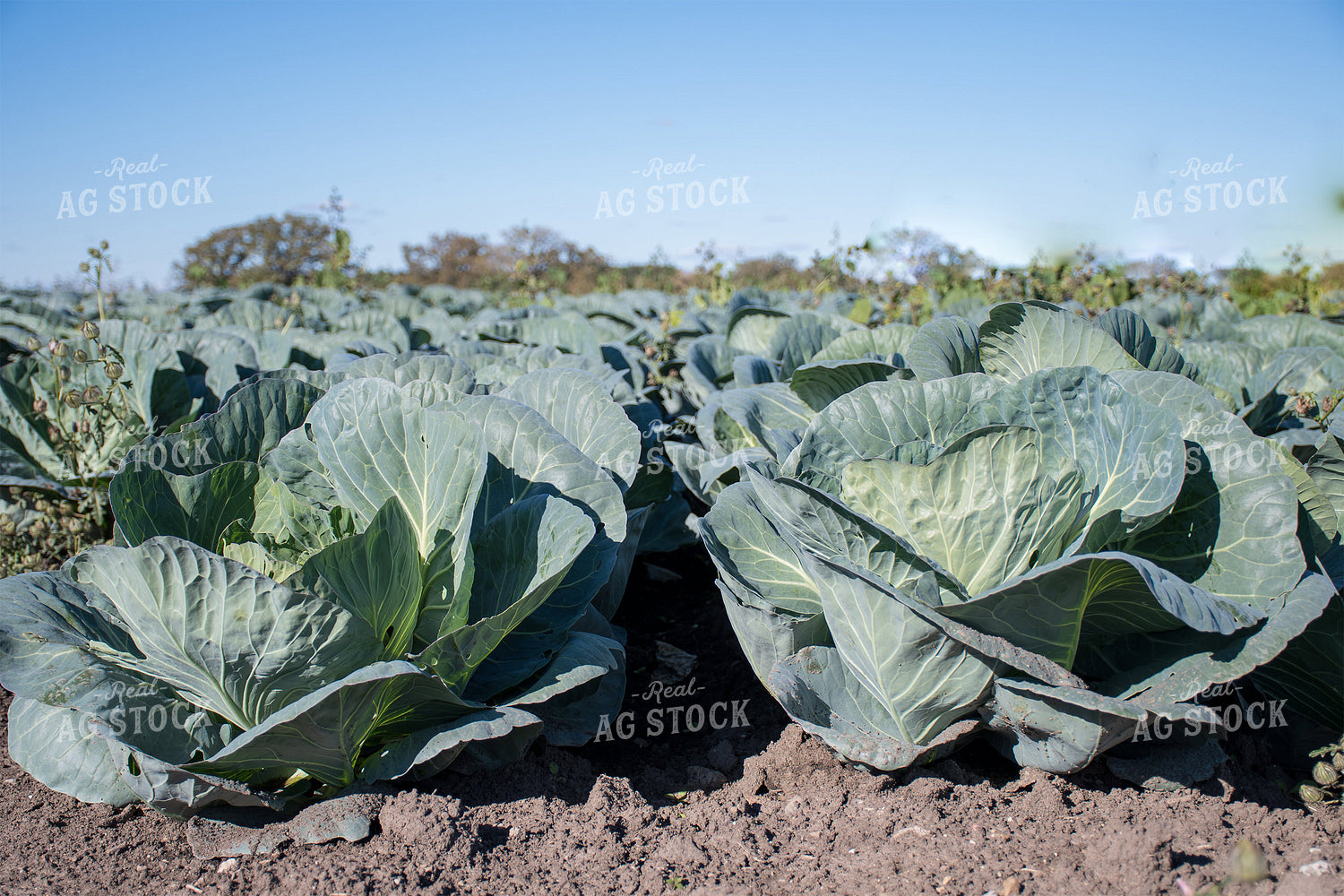 Cabbage Field 50167