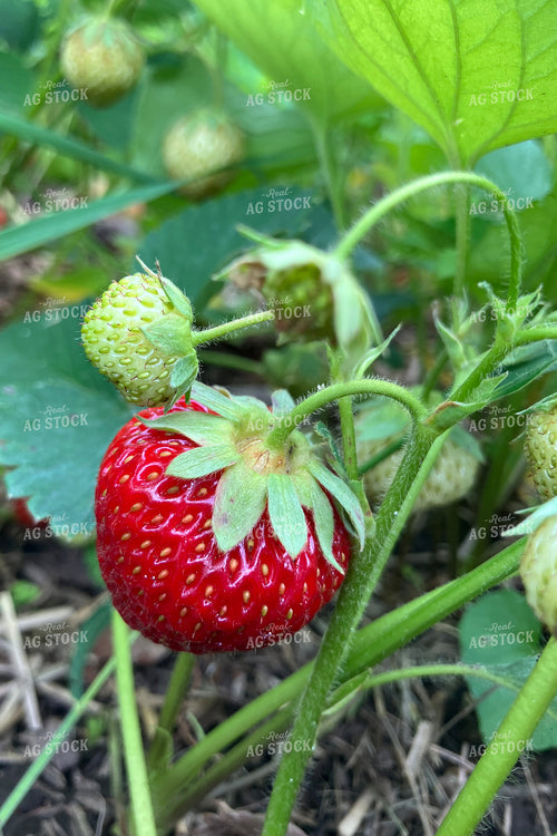 Strawberries 145051