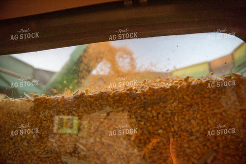 Combine Filling Up With Corn 76361