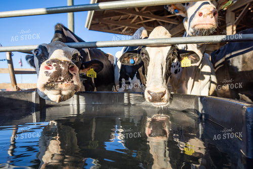 Holstein Cattle Drinking from Water Trough 270509