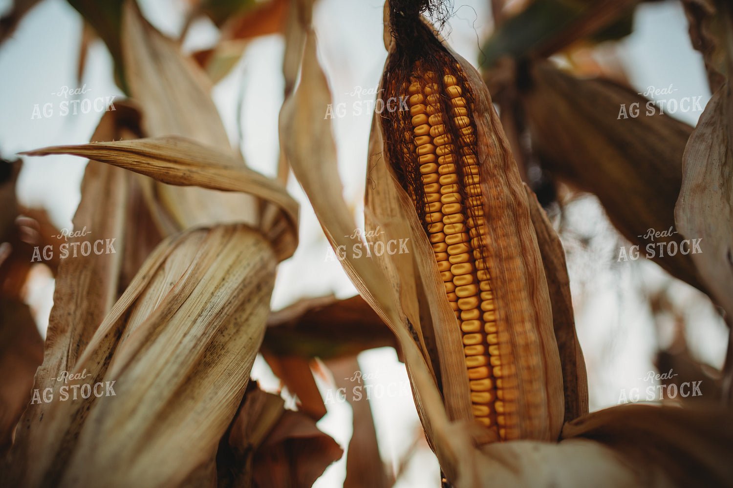 Shucked Dried Dented Ear of Corn 3420