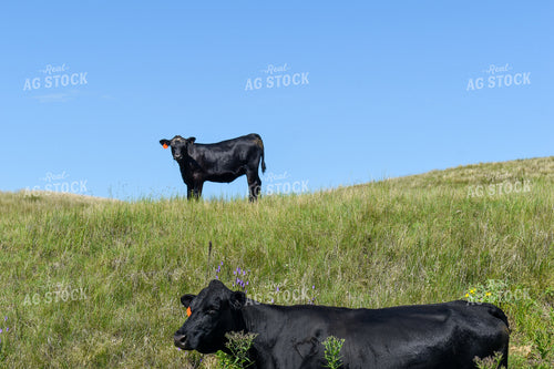 Cow Calf Pair on Pasture 259007