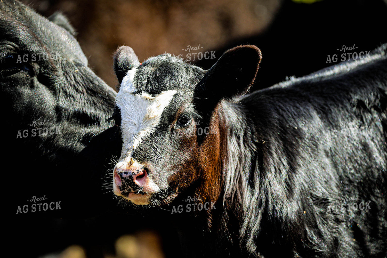 Black Baldy Calf 160003