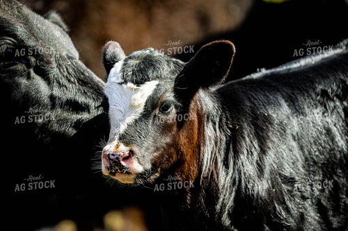 Black Baldy Calf 160003