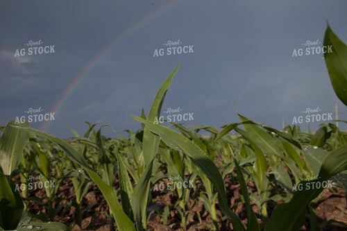 Corn - Mid-Season 1235