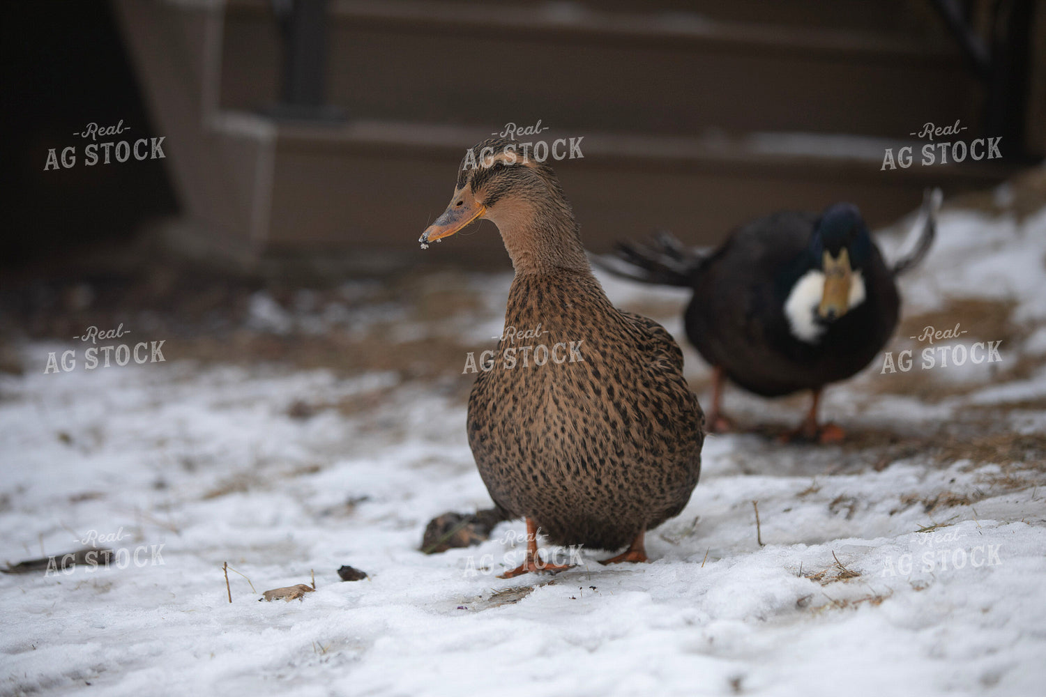Ducks in Snow 117481