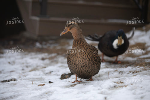 Ducks in Snow 117481
