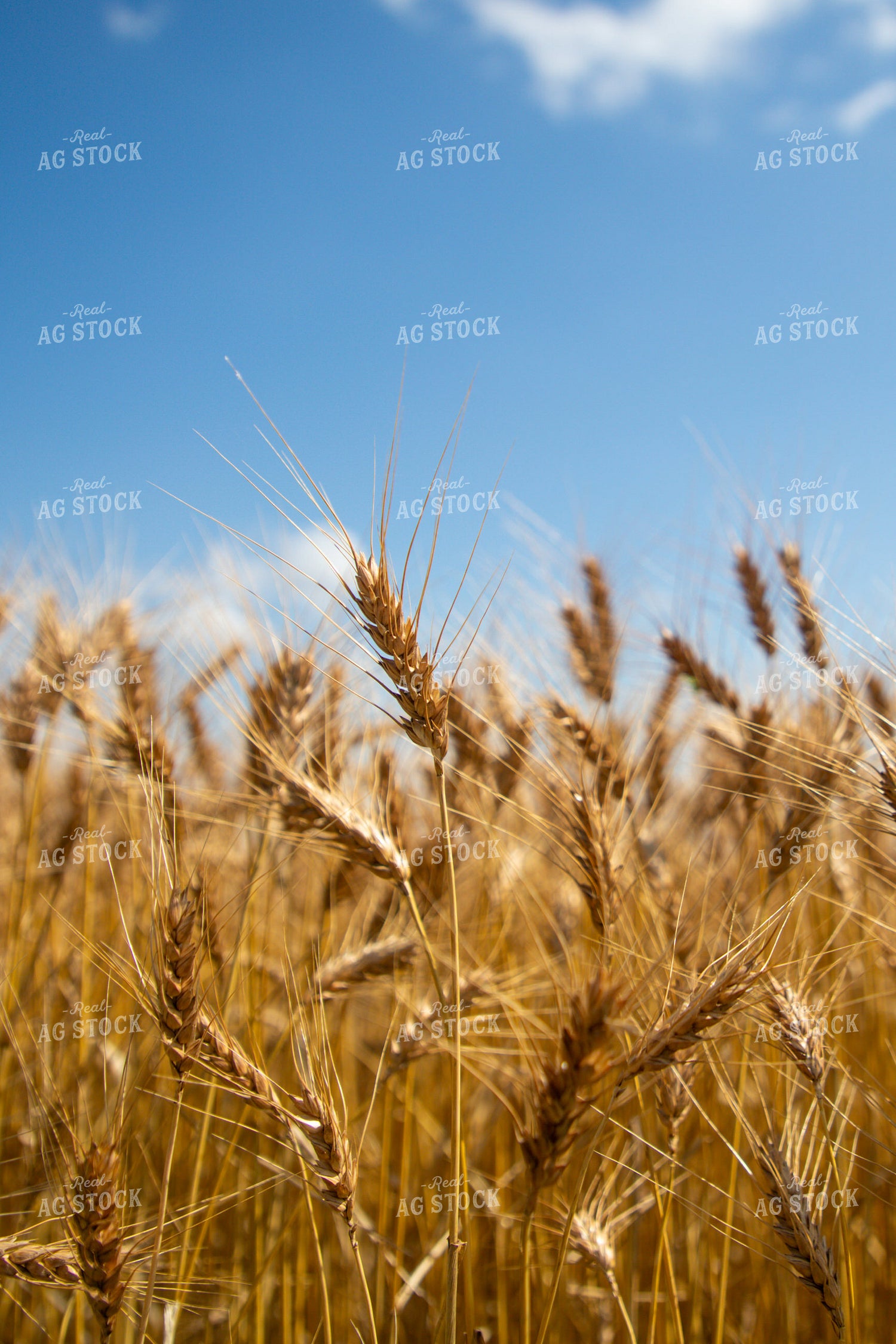 Mature Wheat Field 208098