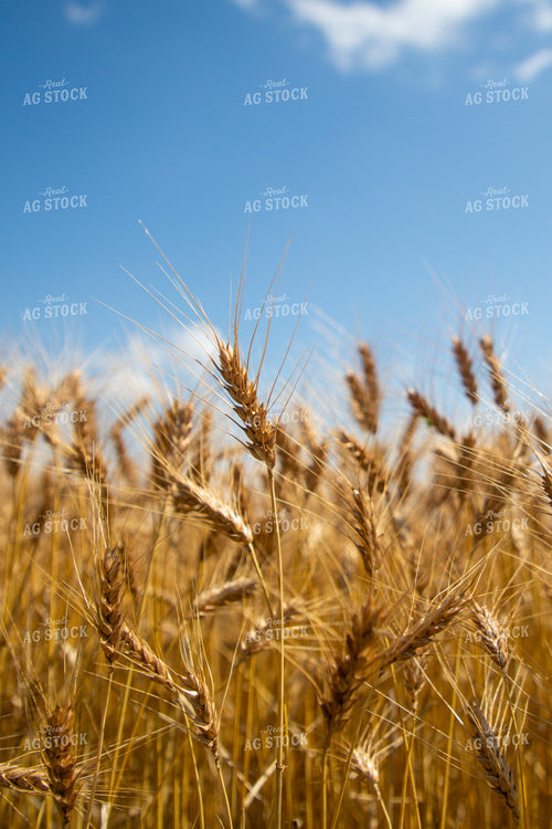 Mature Wheat Field 208098