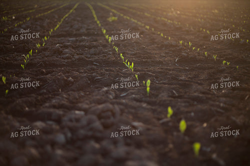 Corn - Early Growth 1140