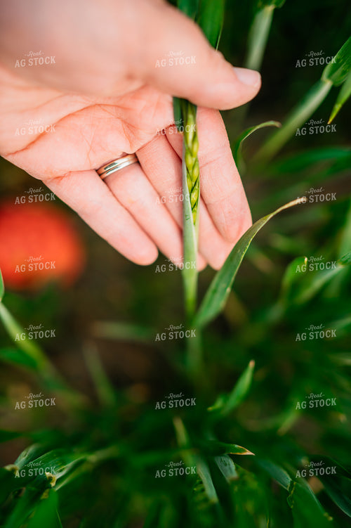 Woman Farmer Holds Growing Wheat in Hand 56661