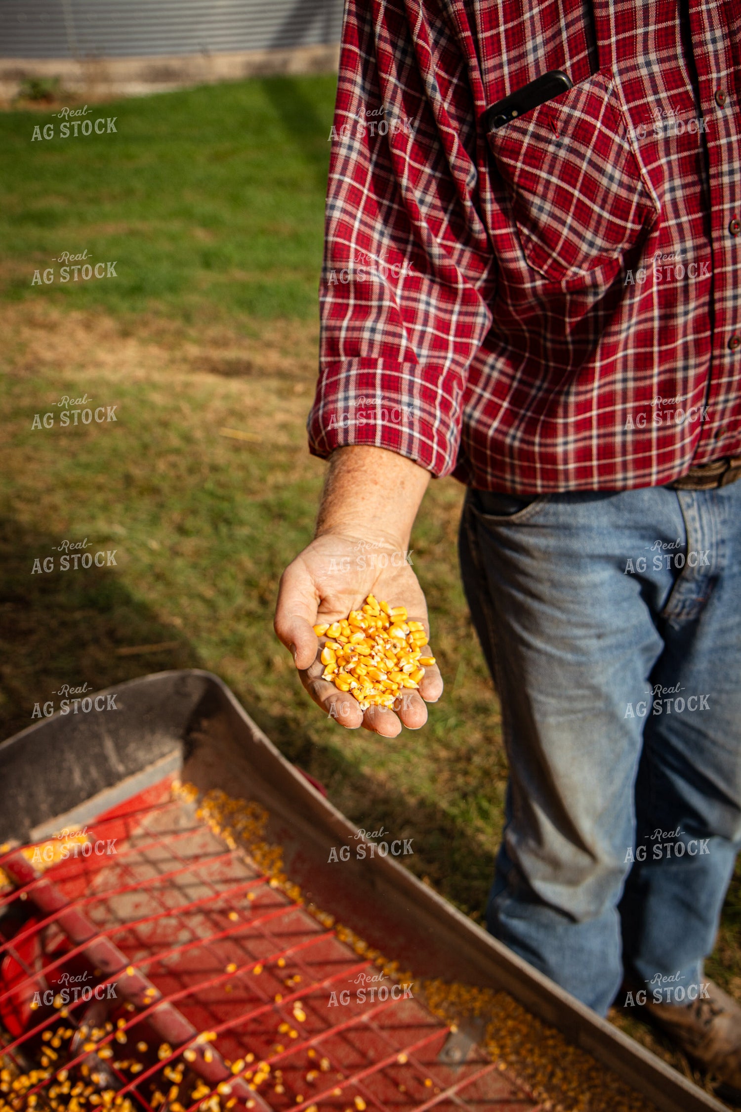Farmer Holding Harvested Corn 268168