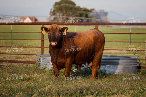 Cow in Pasture 97078