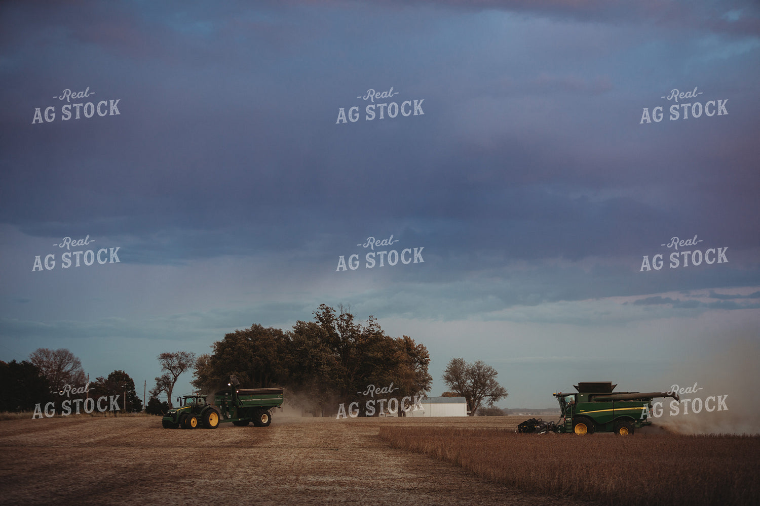 Combine Harvesting Soybeans at Dusk 3485
