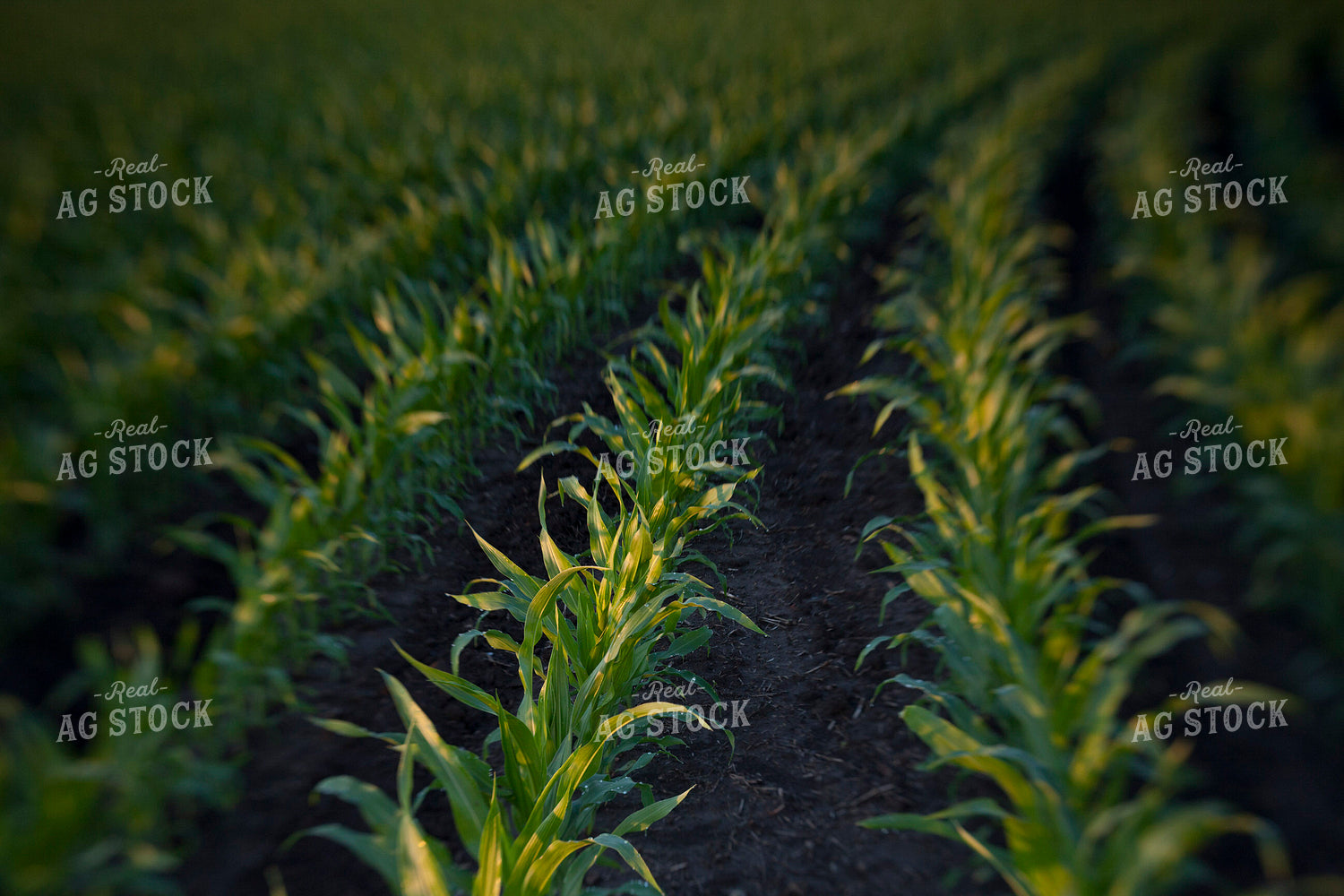 Corn - Mid-Season 1245