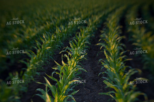 Corn - Mid-Season 1245
