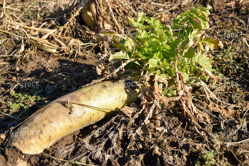 Radish Cover Crop 84029