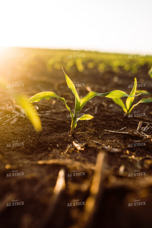 Early Growth Corn 2975