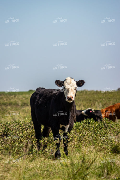 Black Baldy Calf 155076