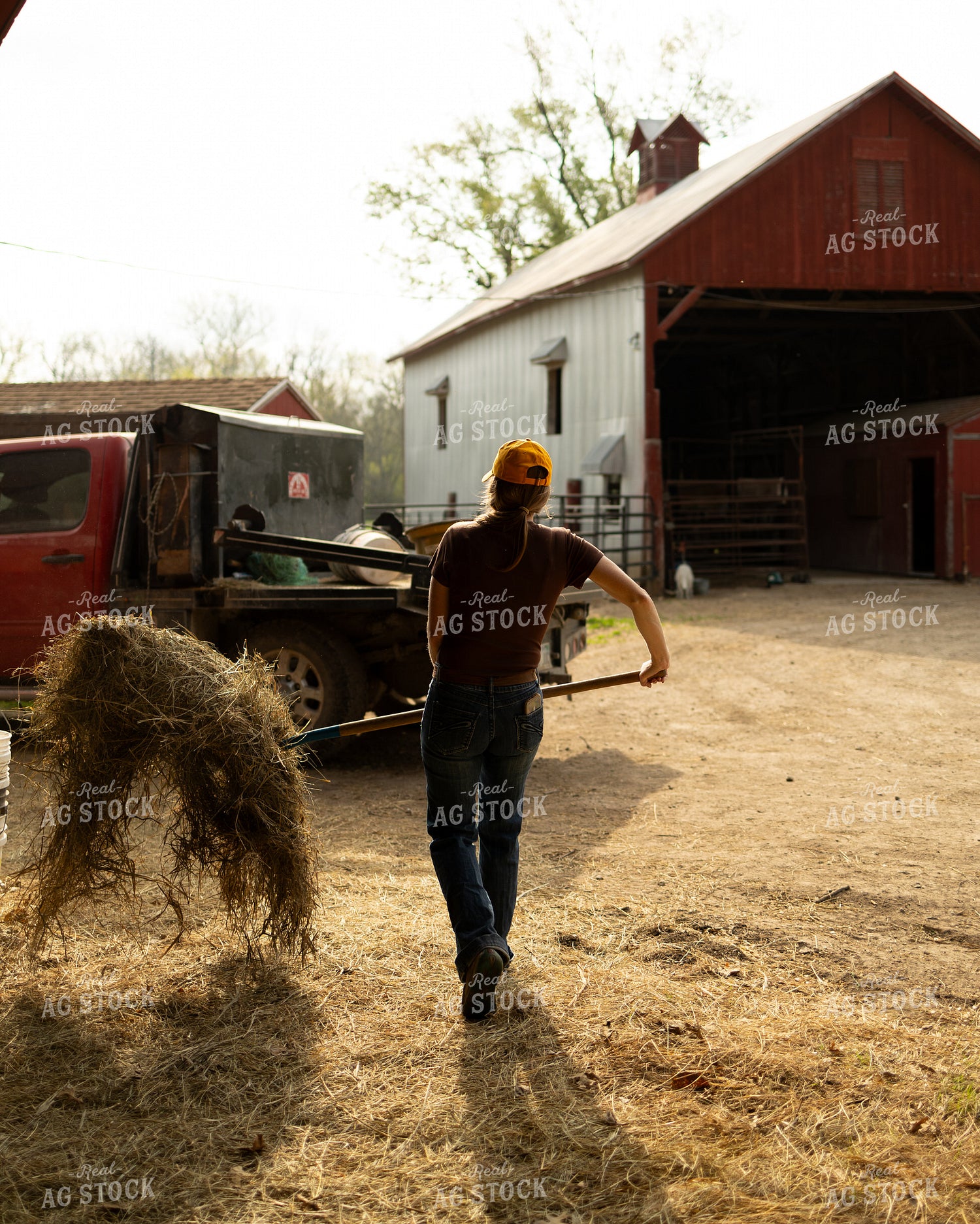 Female Rancher Feeding Hay 71040