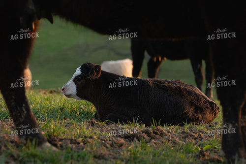 Black Baldy Calf 189026