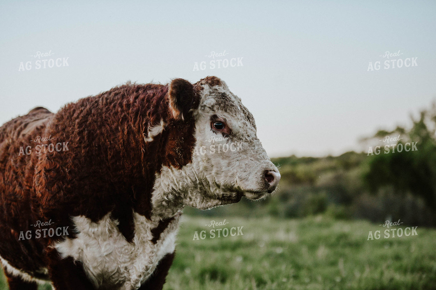 Hereford Bull 301002