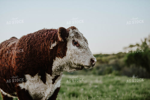 Hereford Bull 301002