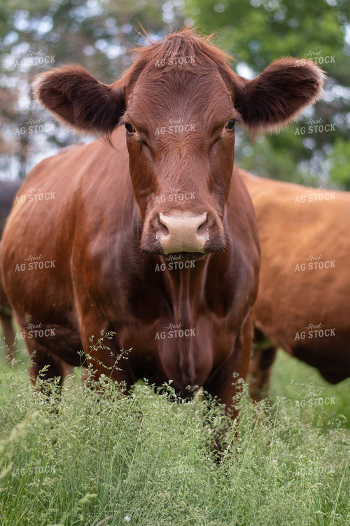 Cow in Grassy Pasture 50074