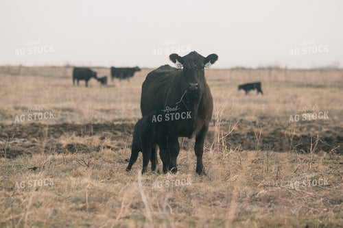 Angus Cow and Calf 72027