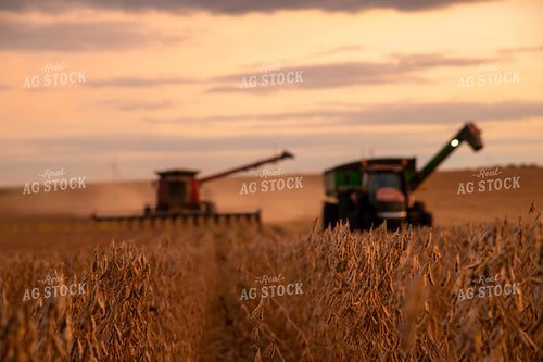 Dried Soybeans at Sunset About to be Harvested 25710