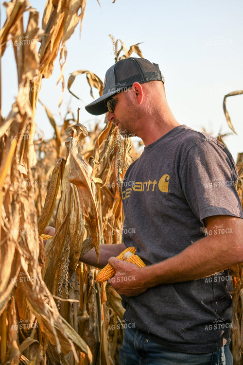 Farmer Checking Corn Ears 191254