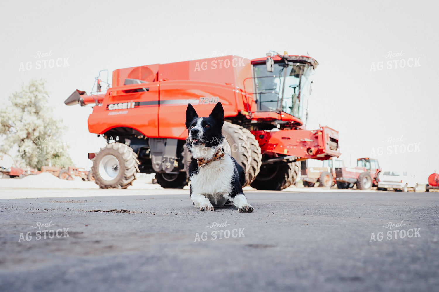 Dog Laying in Farmyard 83071