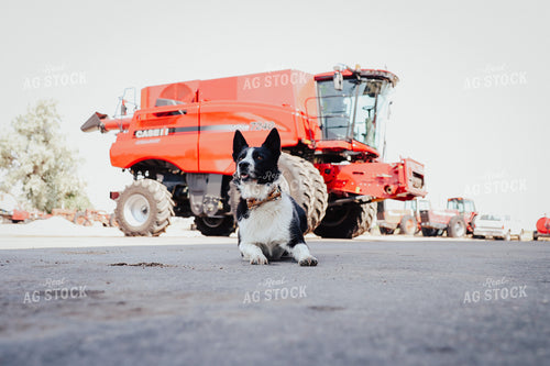 Dog Laying in Farmyard 83071