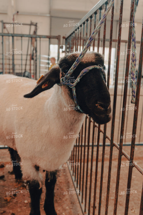 Sheep at 4H Show 58155