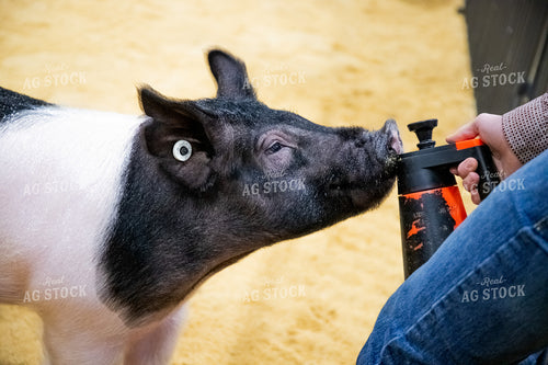 Show Pig 208002