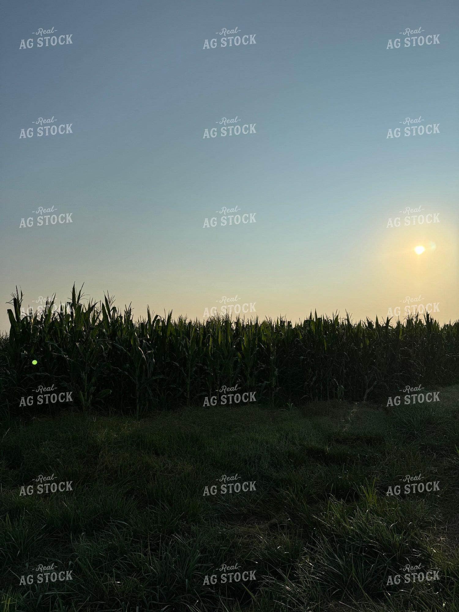 Midseason Corn 228013