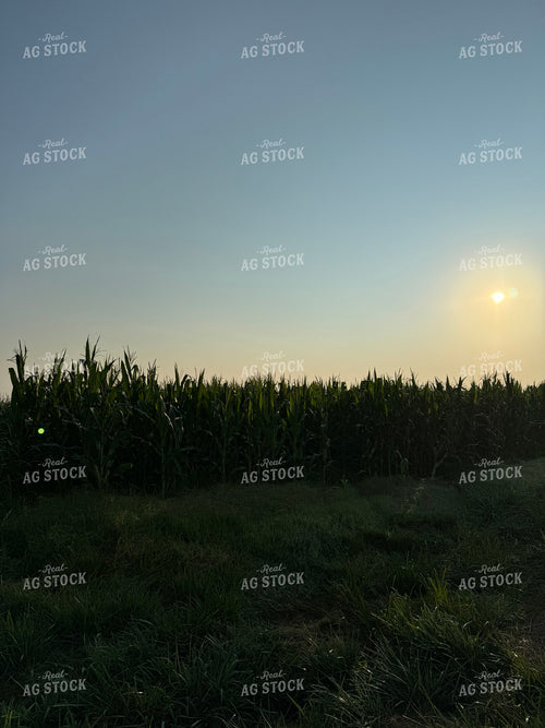 Midseason Corn 228013