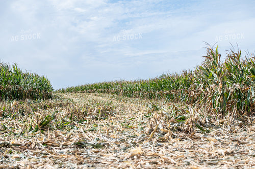 Corn Silage Harvest 193112