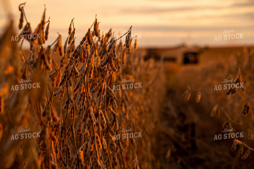 Dried Soybeans at Sunset About to be Harvested 25704