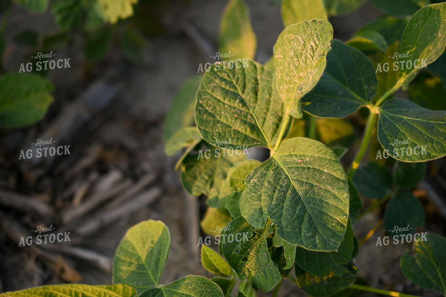 Early Growth Soybeans 191203