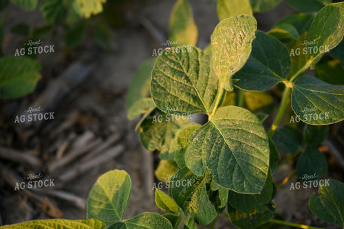 Early Growth Soybeans 191203